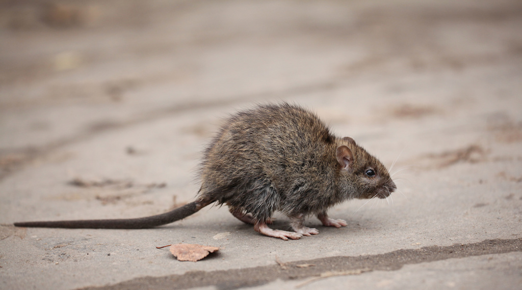 家に出るネズミの特徴 見分け方 駆除のコツ 注意 身近にいるやっかいな生き物たち